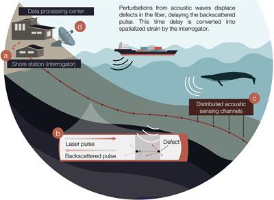 Eavesdropping at the Speed of Light: Distributed Acoustic Sensing of Baleen Whales in the Arctic